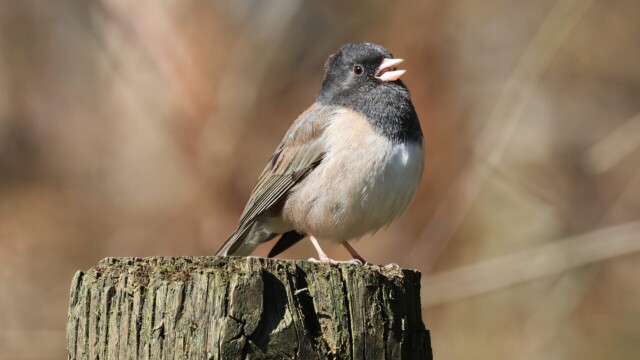 A Dark-eyed Junco singing in the sun