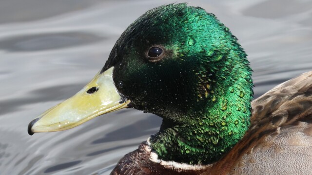 A shiny male Mallard