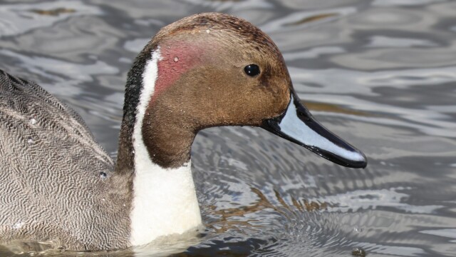 A Northern Pintail showing off his colours