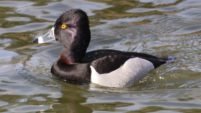 A male Ring-necked Duck