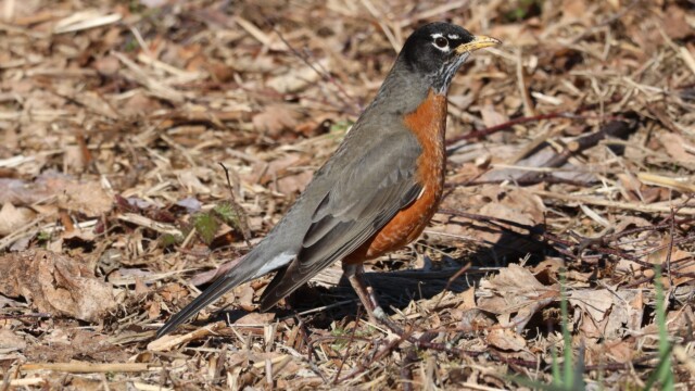 An American Robin getting stretchy