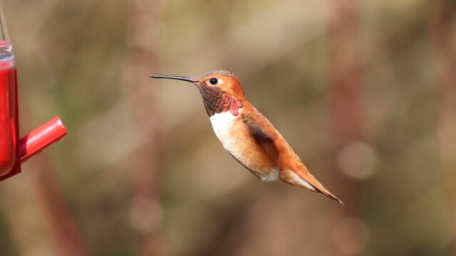 Rufous Hummingbirds have returned