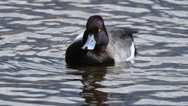Male Scaup with The Stare