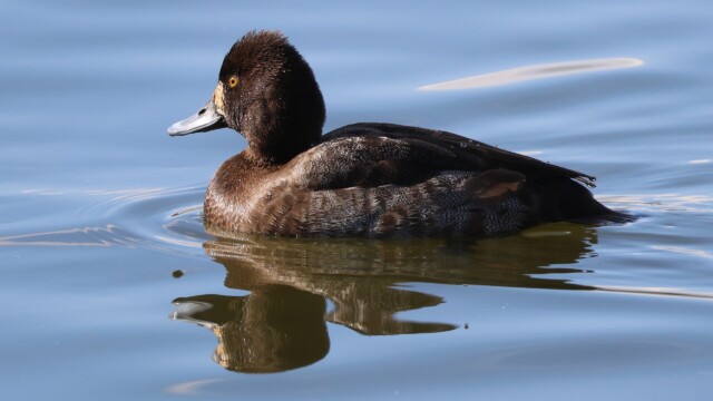 A female Scaup gently gliding along the water