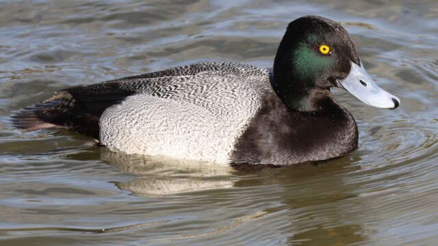 Back to a male Scaup in profile