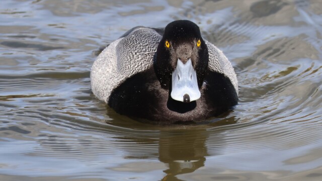 A male Scaup charging at the camera