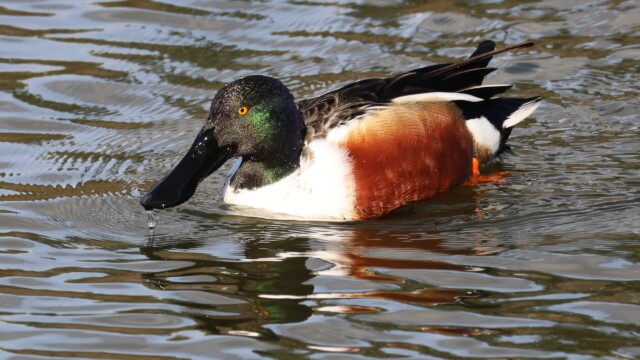A male Northern Shoveller