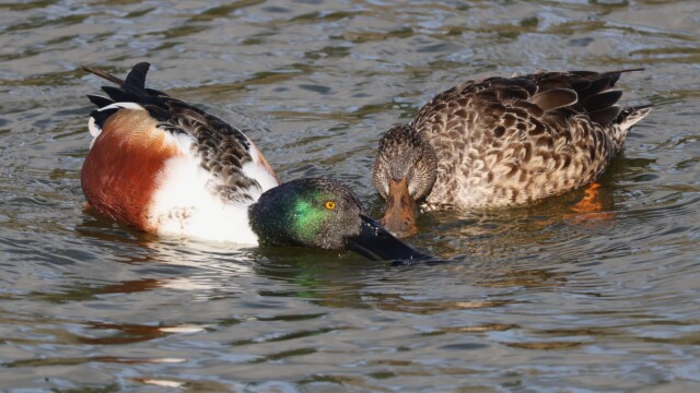A possibly mated or soon-to-be-mated pair of Northern Shovellers shovelling together