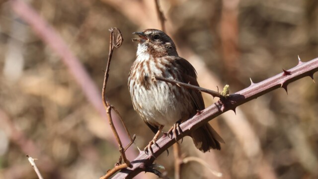 A Song Sparrow doing what they do