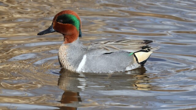 An alert-looking Green-winged Teal