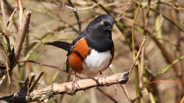 A Spotted Towhee