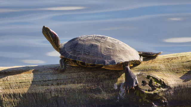 A western painted turtle, basking on the same log with some Common Mergansers (out of frame to the right)