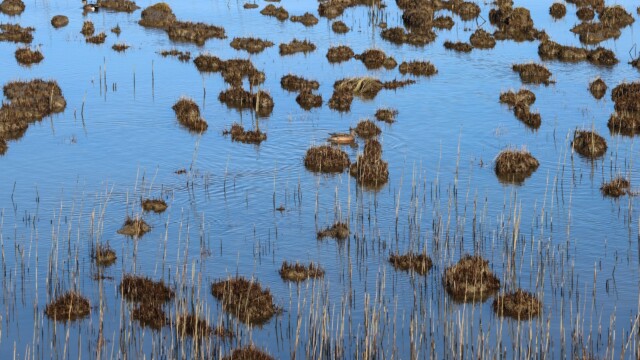 An American Wigeon swims through marshy outcroppings off Terra Nova