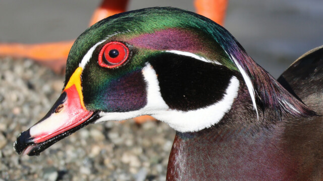 Male Wood Duck. "I'm ready for my extreme close-up."