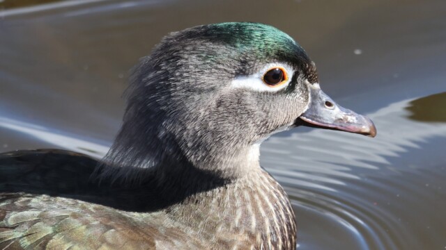 Female Wood Duck up close at Piper Spit