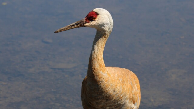 Sandhill Crane, resplendent in orange.