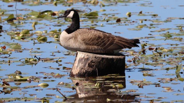 A goose on a log.