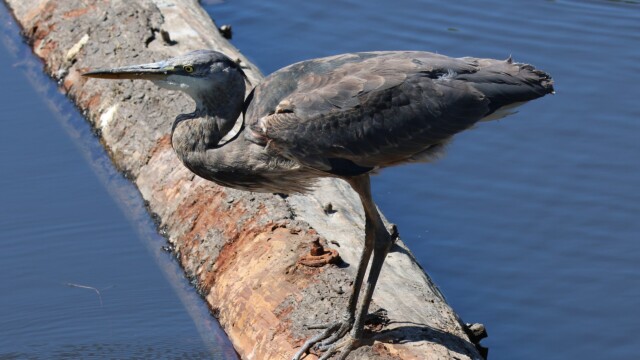 A juvenile Great Blue Heron striking a pose.