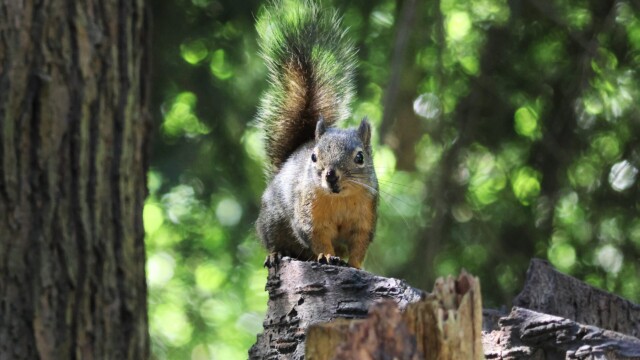 A twitchy squirrel.