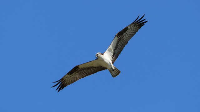 An Osprey showing off his impressive wingspan. And terrorizing voles.