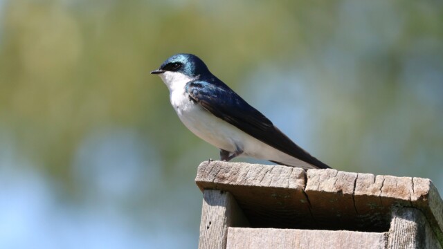 Tree Swallow on house.