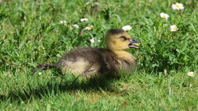 A gosling, adorably yawning.