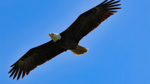 Bald Eagle coming in for a landing at Reifel.