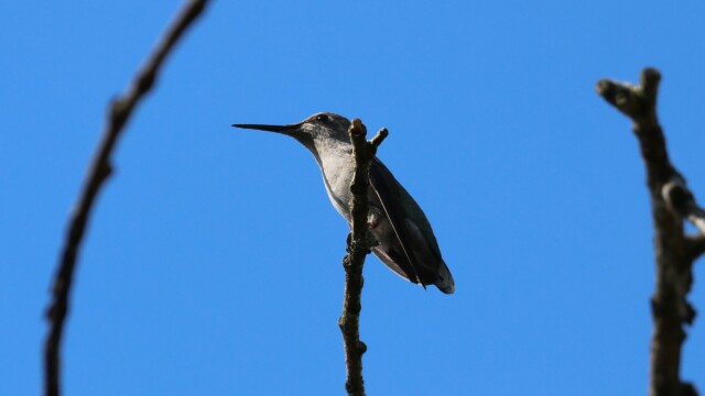 Anna's Hummingbird, up high.