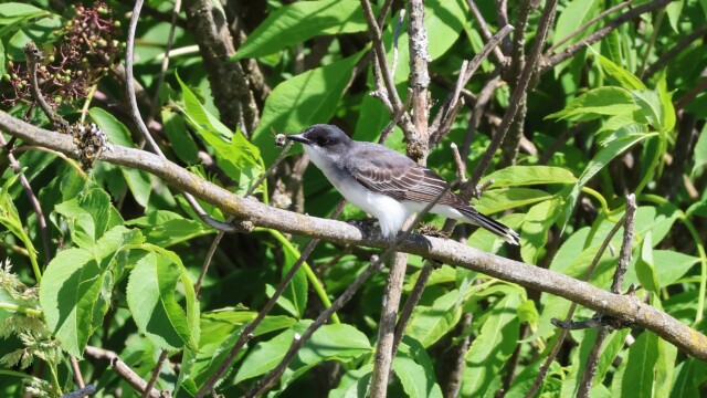 On the same tree, another Eastern Kingbird, with a freshly-caught bumblebee.