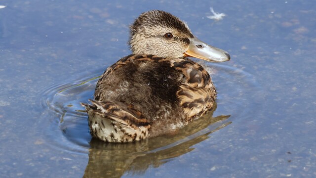 A baby duck being very cute.