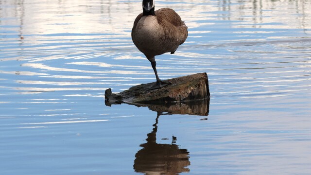 Zen goose.