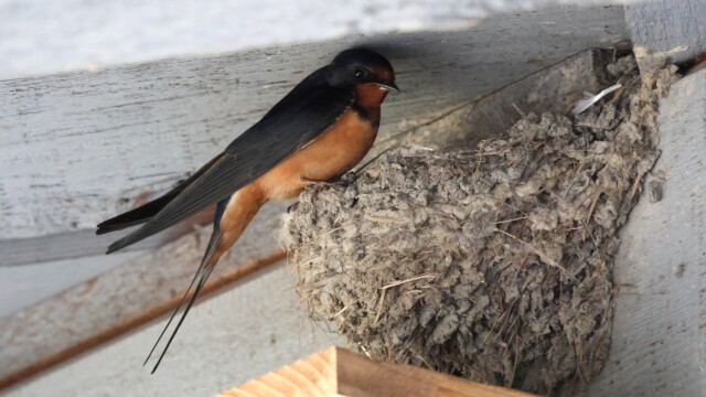Barn Swallow tending nest.