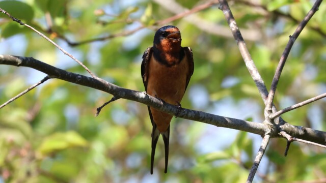 Barn Swallow hanging in the shade.