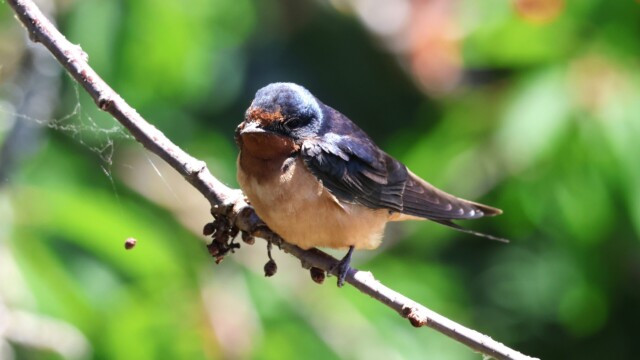 Barn Swallow hanging out.