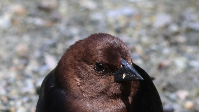 Male Brown-headed Cowbird, up close.