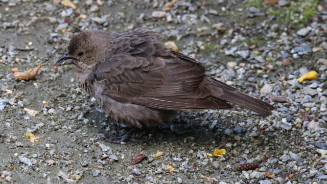 Fluffed out female Cowbird looking for seed.