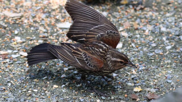Female Red-winged Blackbird vamping or…something.