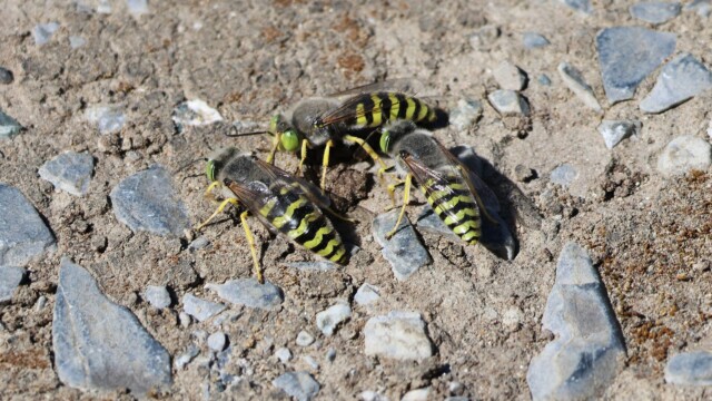 Sand wasps wasping together.