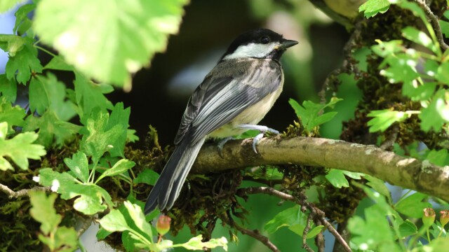 Black-capped chickadee seeking shelter from the sun.