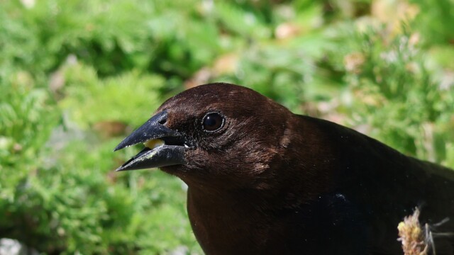 Male Brown-headed Cowbird up close, with seed.