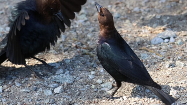 Two male Brown-headed Cowbirds expressing themselves.
