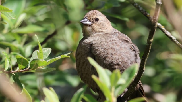 A female Brown-headed Cowbird.