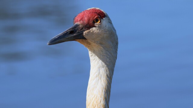 A somewhat pondering Sandhill Crane.
