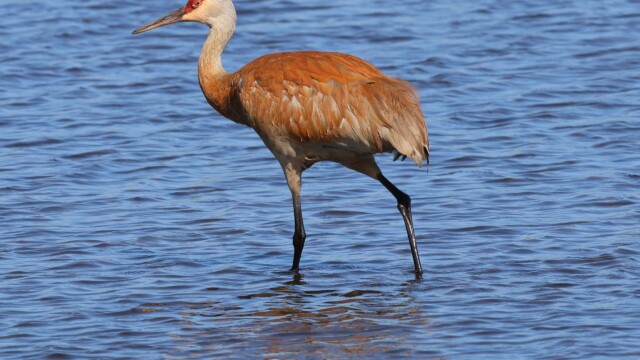 Sandhill Crane strutting across the shallows.