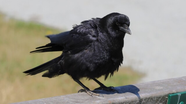 A ruffled crow atop a bench at Tlahutum Regional Park.