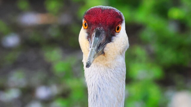 The bill is not in focus due to extreme FOV but I love the derpy look of a Sandhill Crane from the front.