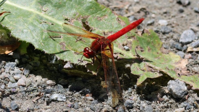 A red dragonfly.