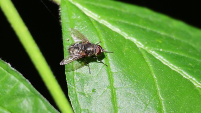 A fly. We actually don't see many flies. But they really liked this leaf.