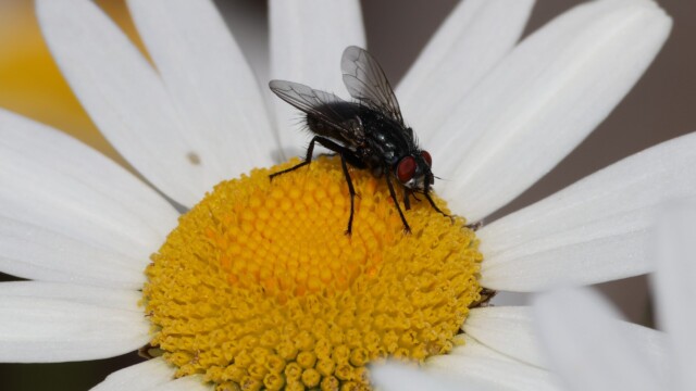 A fly on a daisy.