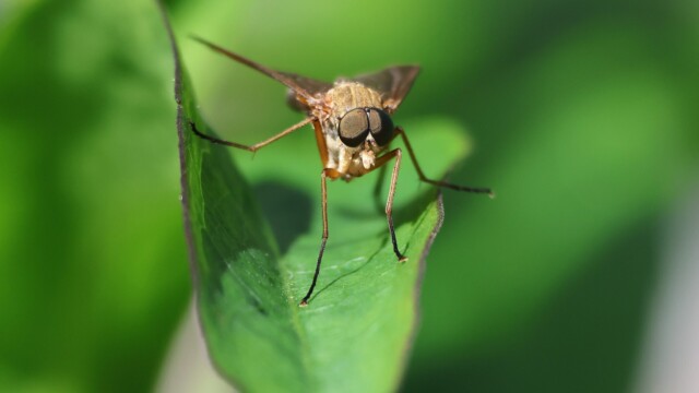 Big-eyed fly of some kind.